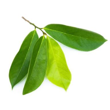 Soursop Leaves