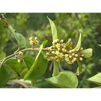 Gymnema Sylvestre Extract ( Gurmar ) Direction: As Suggested