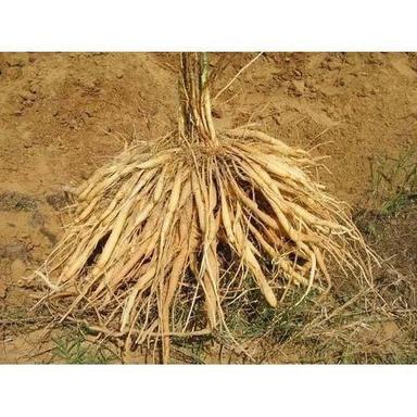 Asparagus Racemosus Root (Shatavari) Extract Direction: As Suggested