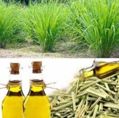 Lemongrass Essential Oil Purity: High