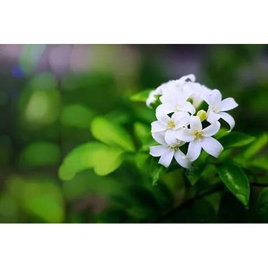 Agarbatti Jasmine Fragrance Oil Purity: High