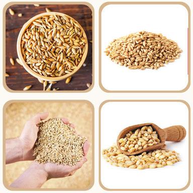 Barley Whole Wheat Additives: No