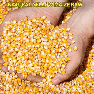 Organic Yellow Maize Raw Grade: A+