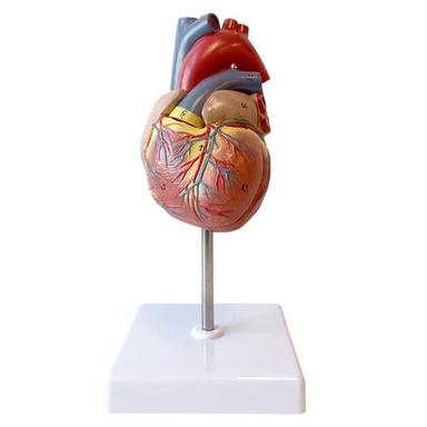 HEART ANATOMY MODEL