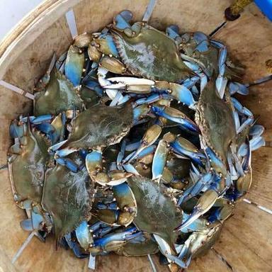 Live Fresh Blue Crab For sale.
