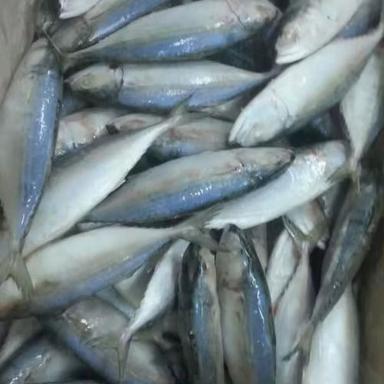 Frozen Indian Mackerel Fish Available . Order Now (Rastrelliger kanagurta)