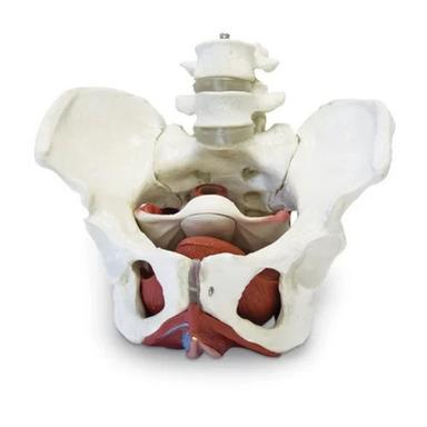 Natural Female Pelvic Skeleton With Organs