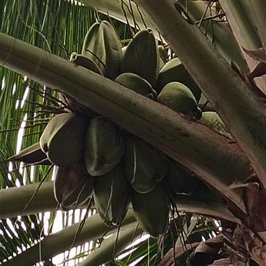 Green Pollachi Tender Coconut