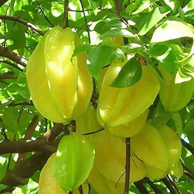 Star Fruit Plant - Breed: Different Available
