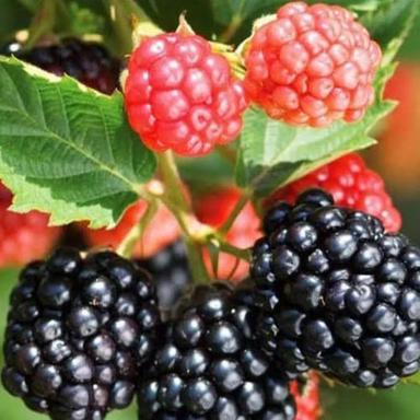 Blackberry Tree - Breed: Different Available