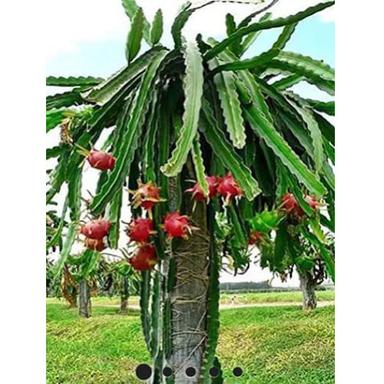 Dragon Fruit Tree - Breed: Different Available