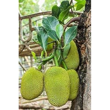 Jack Fruit Tree - Breed: Different Available