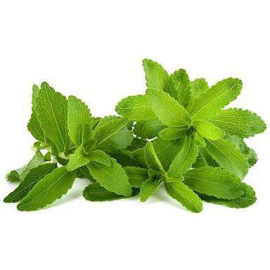 Stevia Herbs