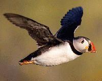 Puffin Markerting Services
