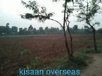 KISAAN OVERSEAS