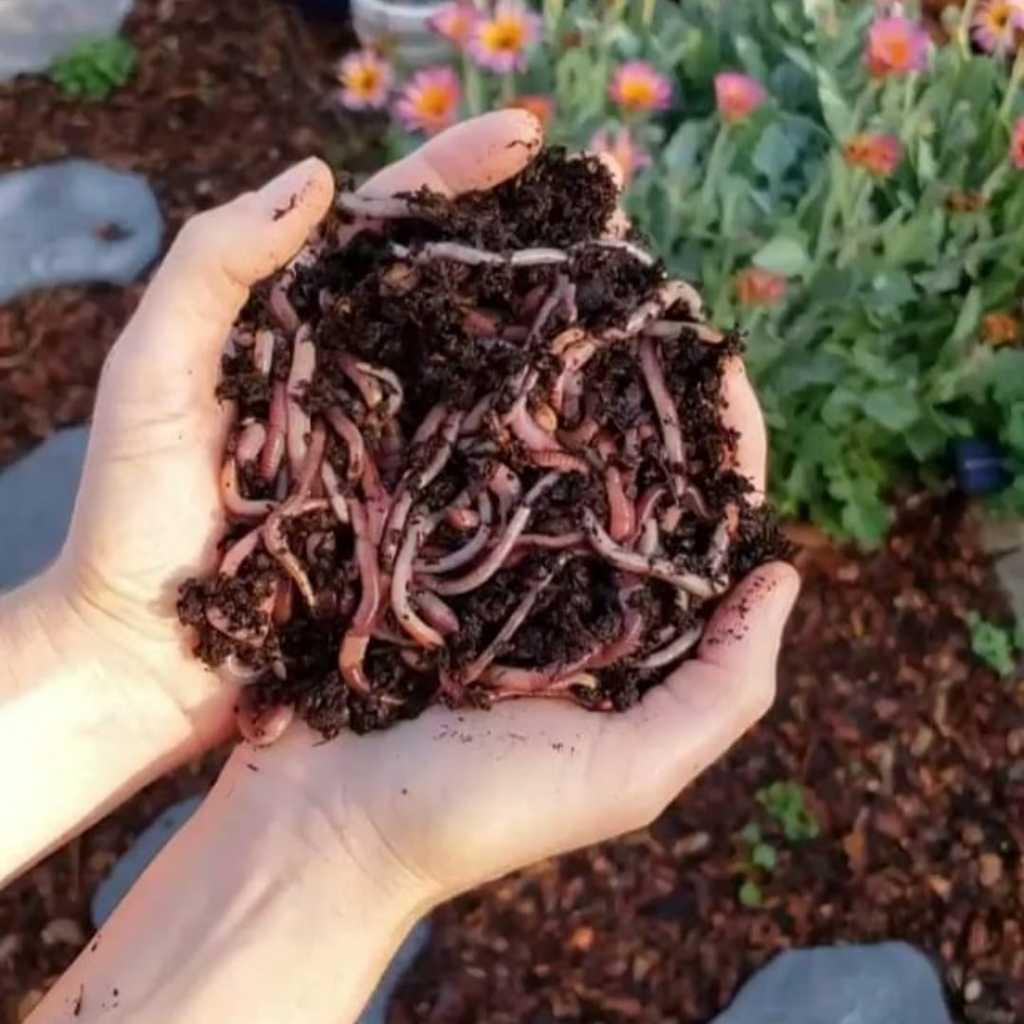 Vemicompost And Live Earthworm Supplier