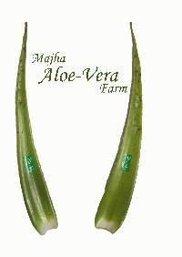 Majha Aloe Vera Farm