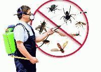 INSECT KILLER SERVICES