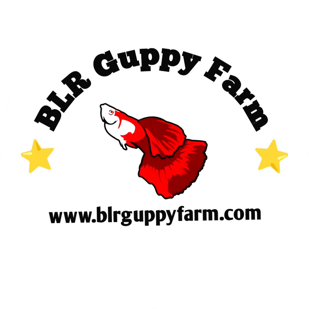 BLR Guppy Farm