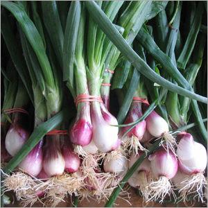 Spring Onions