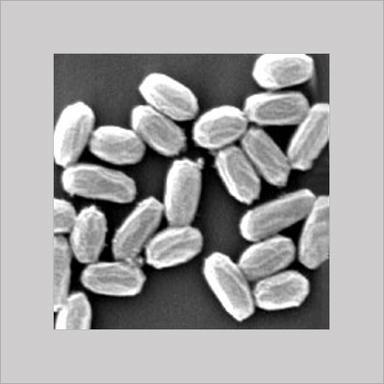 Biofungicide - Bacillus subtilis / pumilus