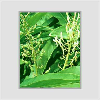 Stimulating Aromatic Alpinia Galanga Plant