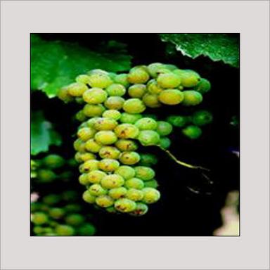 Common Light Green Juicy Grapes
