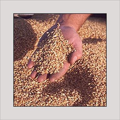 Light Golden Easily Digest Milling Wheat