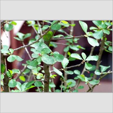Green Commiphora Mukul-Guggulu Plant