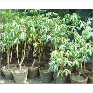 Fresh And Green Tapioca Plant