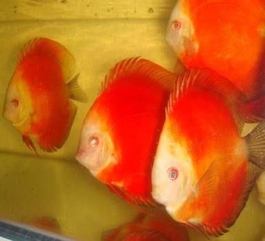 Marlboro Red Tropical Fish