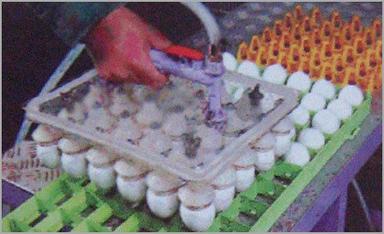 Automatic Incubator tray Vacuum Egg Lifter