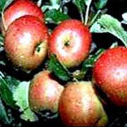 Apple Seed Oil