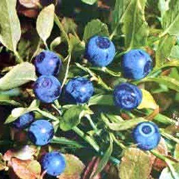 Herbal European Bilberry Extract Purity(%): 99.9%