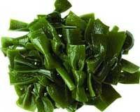 Kelp P.E.