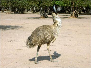 EMU Birds - 20 Months