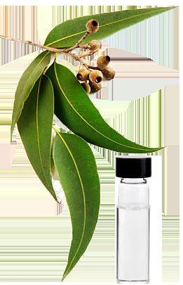 Eucalyptus Oil 