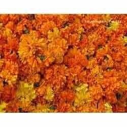 High Quality Marigold Extracts