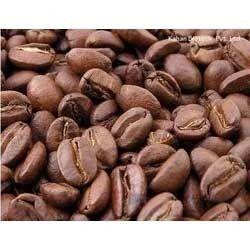 Top Quality Coffee Seeds