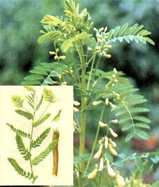 Astragalus P.E.