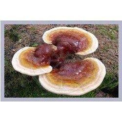 Ganoderma Mushroom Juice