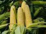 Corn