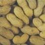 Groundnut (Arachis Hypogaea)