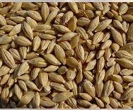 Barley Seeds