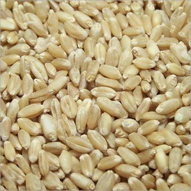 Common Cultivated A Grade Indian Origin 99.9% Pure Fresh Whole Wheat Seed