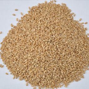 Indian Milling Wheat