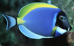 Marin Aquarium Fish
