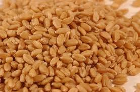 Wheat Grains