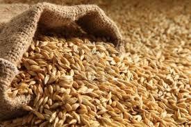 Agro Barley Seeds