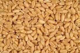 Wheat (Soft Milling)